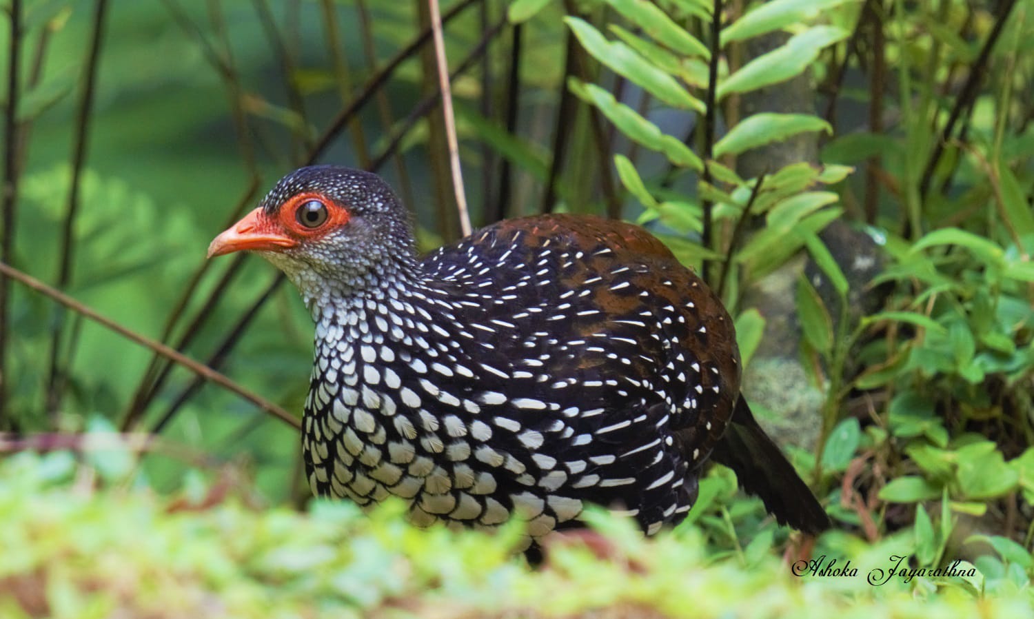 Sri Lanka Spurfowl