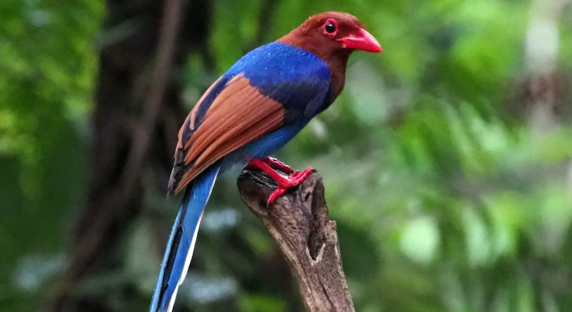 10 Days Endemic Birding Tour